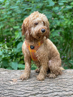 'Honey' - Yellow Check Dog Harness