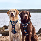 'Brush it Off' - Olive, Blue & Orange Camo Pattern Dog Collar