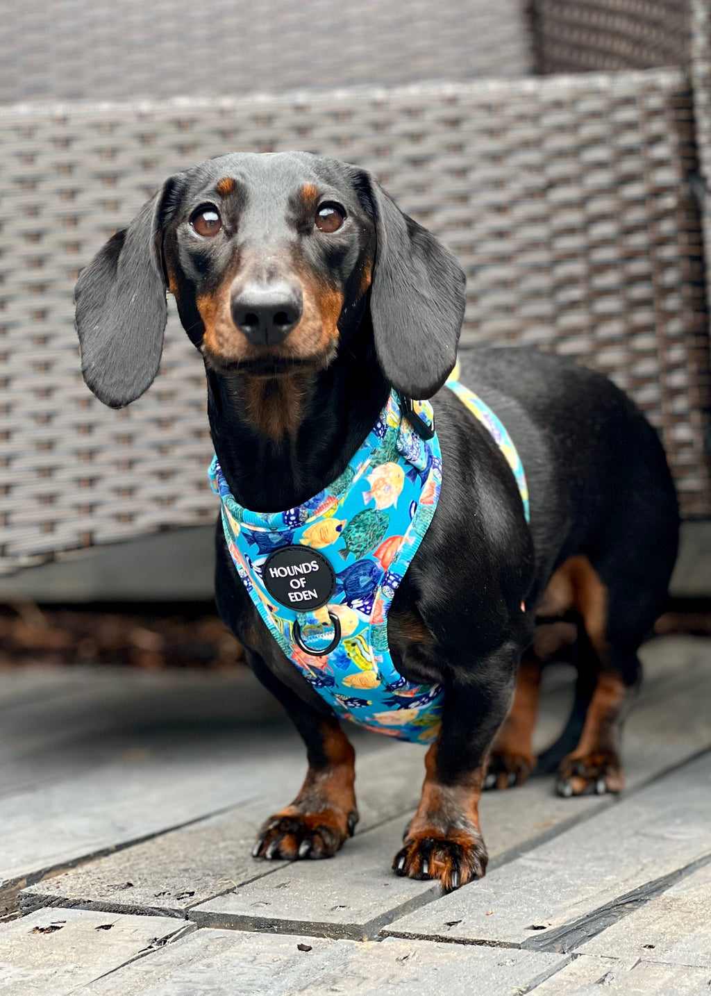 Under The Sea Design Dog Collar