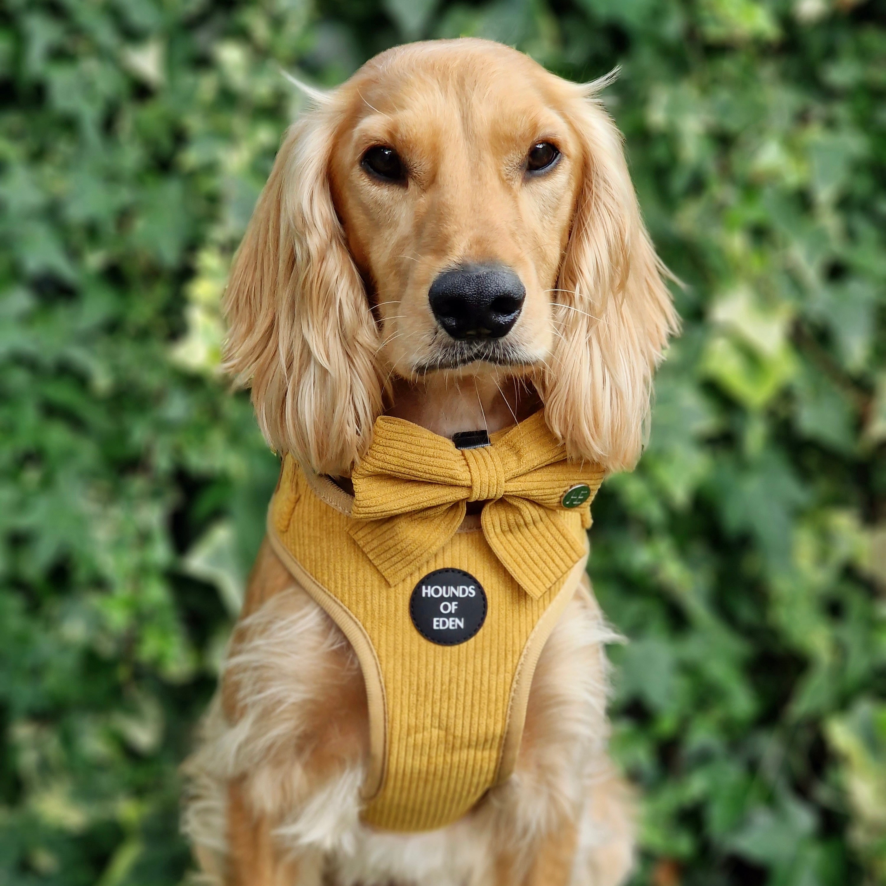 Mustard Yellow Corduroy Sailor Bow Tie