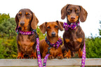 Harry Pawter Design Dog Collar