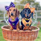 'Molly' - Pink & Purple Check Dog Harness