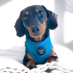 'Bruce' - Blue & Teal Herringbone Dog Harness