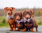 Sage Leopard Design Dog Collar