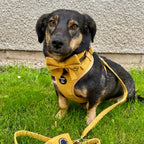 Mustard Yellow Corduroy Collar