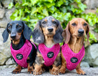'Bella' - Pink Herringbone Dog Harness