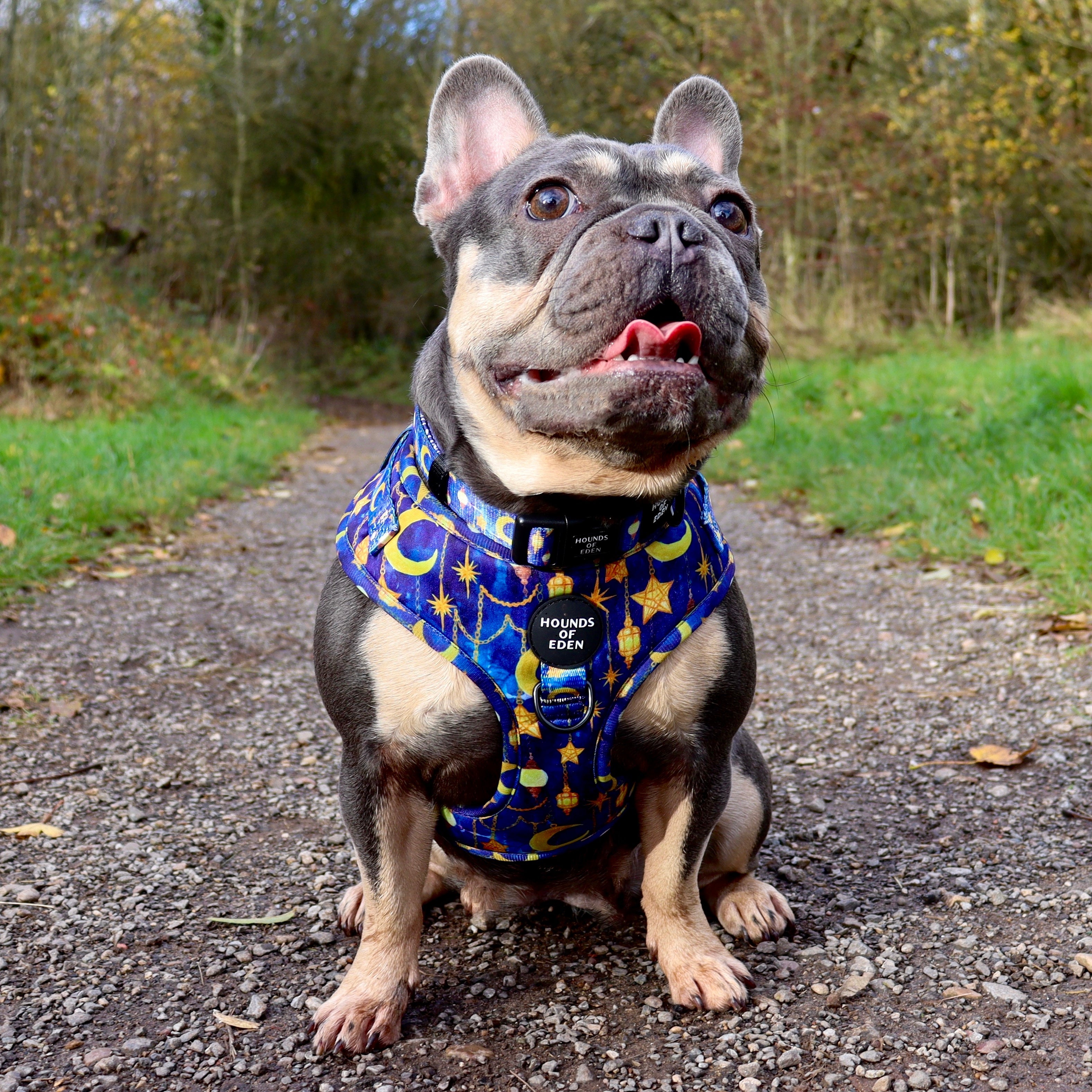 Arabian Nights - Blue and Gold Dog Collar