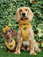 Mustard Yellow Corduroy Collar