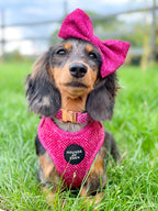 'Bella' - Pink Herringbone Dog Harness