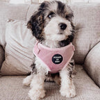 Lilac Dreams - Lilac Velvet Dog Harness with Rose Gold Metal Hardware