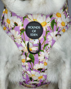 Daisy Dreams Design Dog Collar
