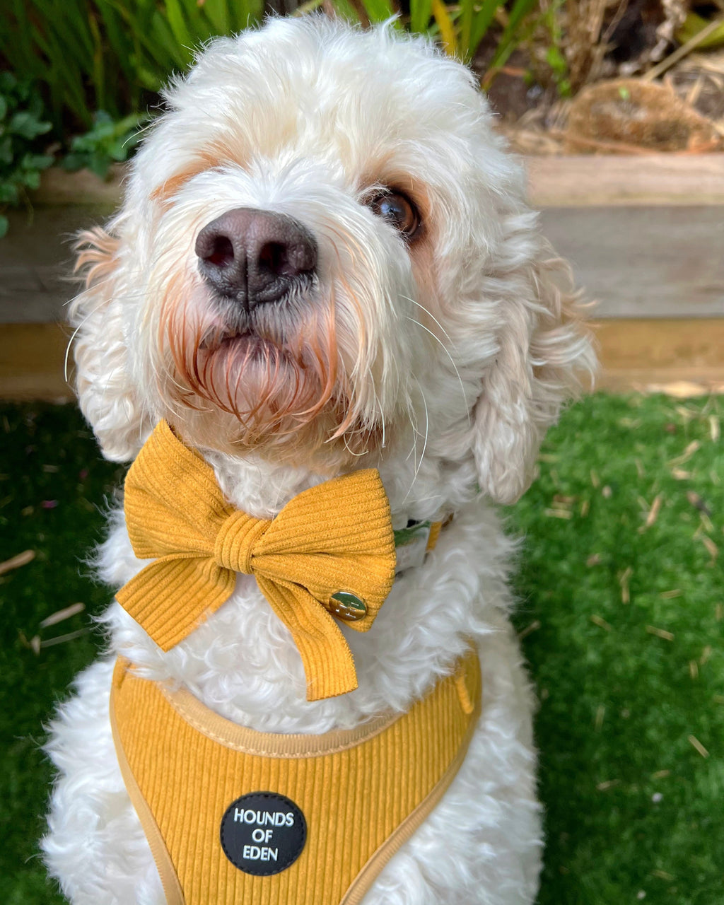 Mustard Yellow Corduroy Collar