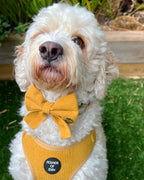 Mustard Yellow Corduroy Collar