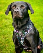 Midnight Madagascar Design Dog Collar