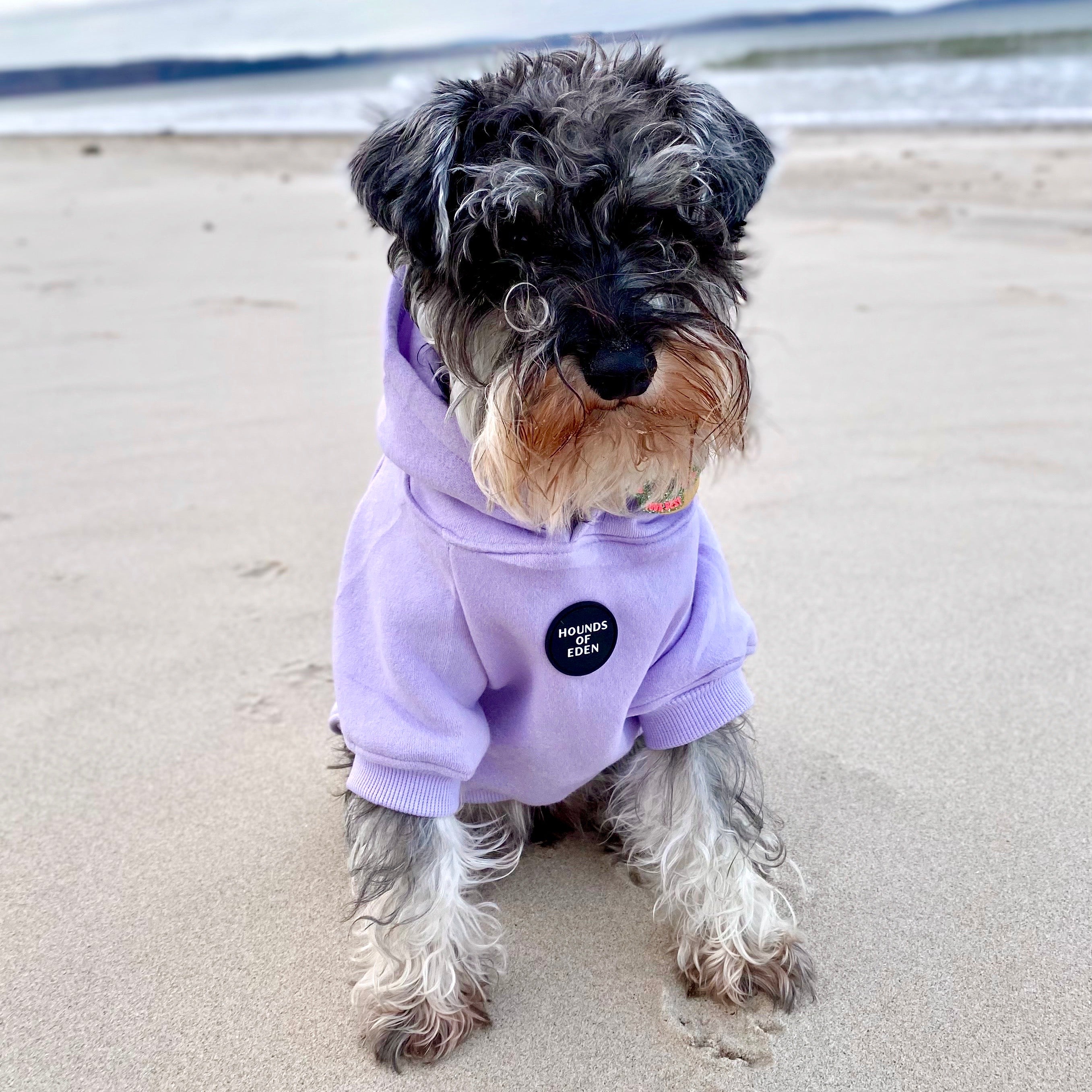 Dog Hoodie - Light Teal
