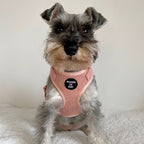 Peach Schnapps - Pink Corduroy Collar