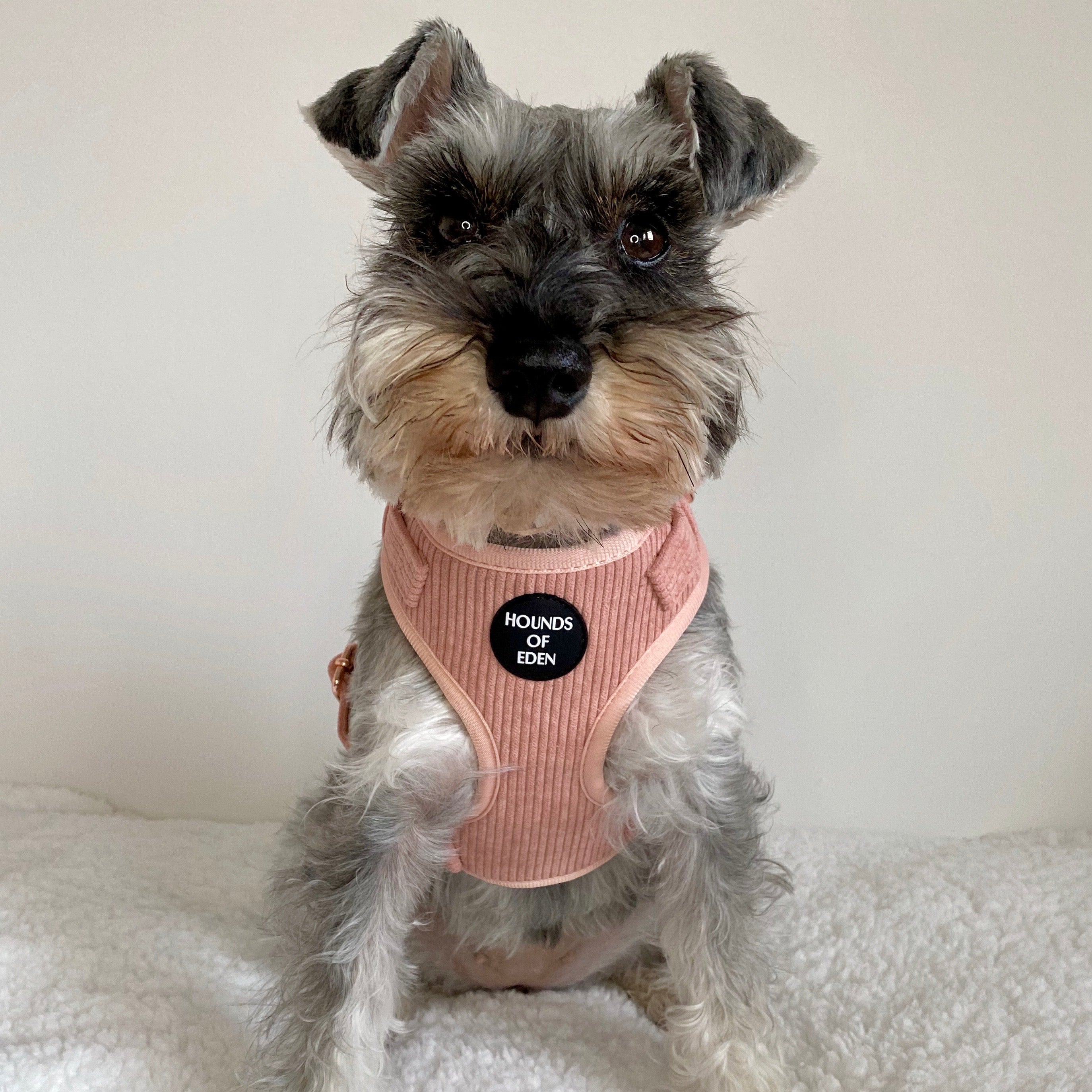 Peach Schnapps - Pink Corduroy Collar