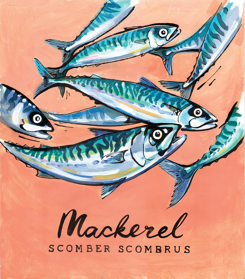 Mackerel  - Cornish Sea Life Series -  Giclée Print