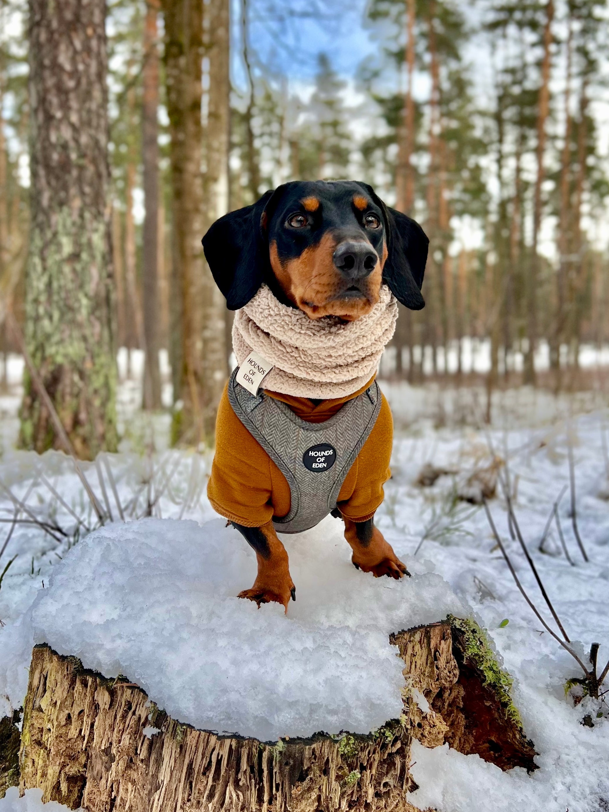 Dog Hoodie - Charcoal Grey