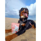 Natural Dog Treats – Cornish Salmon & Potato Biscuits by The Pets Larder (natural-cornish-salmon-potato-cookies)