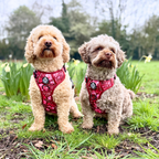 Rugged Rover™ Harness - Burgundy Bloom