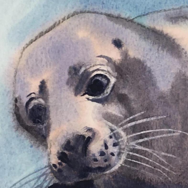 Wild Swimmer Andrea - Cornish Sea Life -  Print