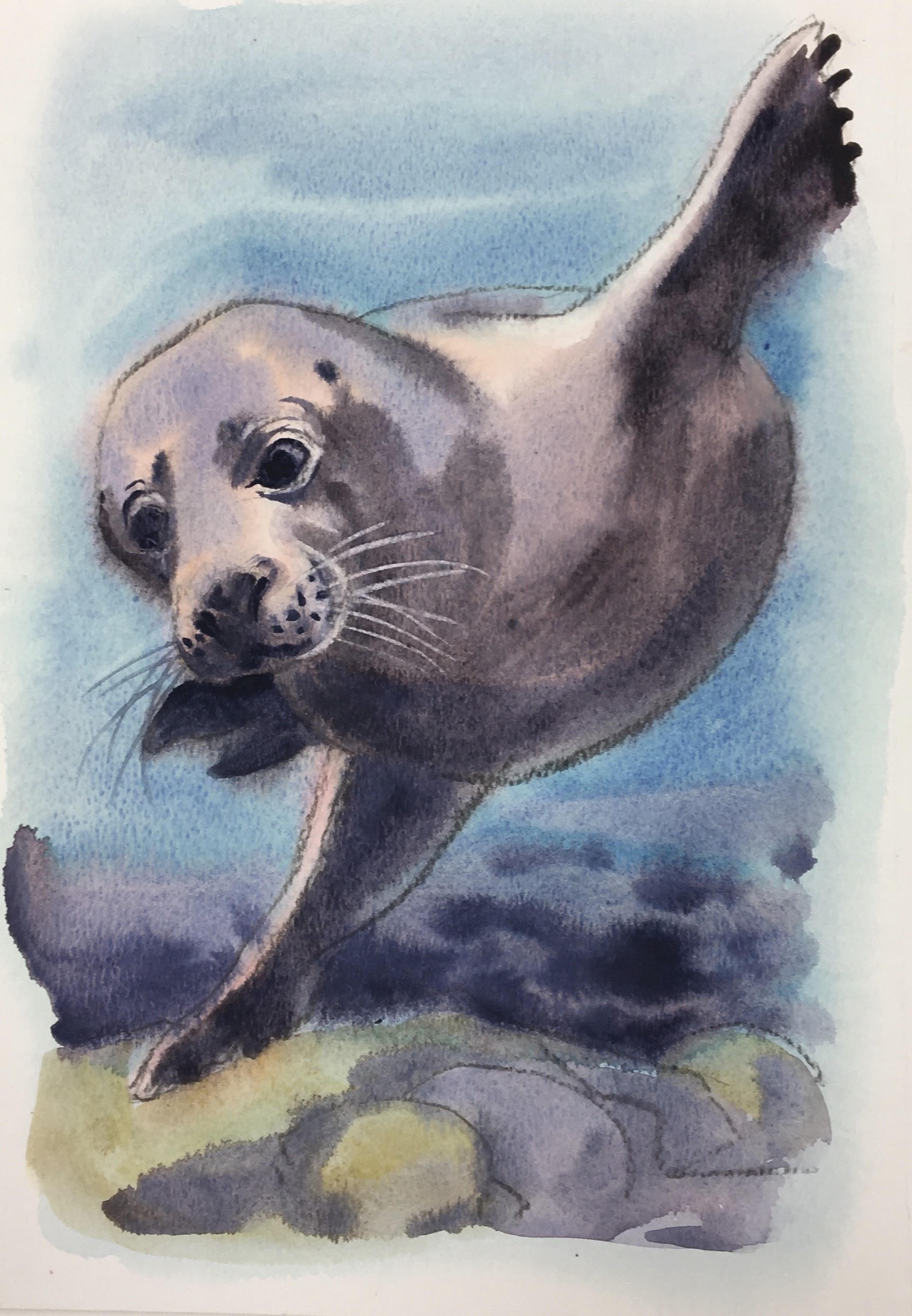 Wild Swimmer Andrea - Cornish Sea Life -  Print