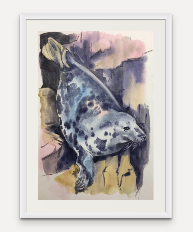 Tulip Belle Seal - Cornish sea Life -  Giclée Watercolour Print