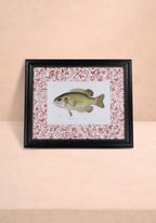 Fish IV Framed Print British, and Just a Bit Brilliant