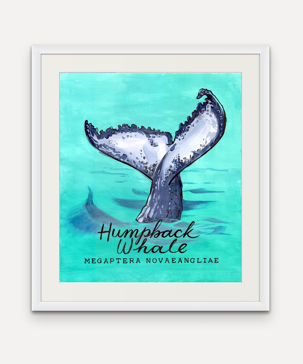 Humpback Whale  - Cornish Sea Life series -  Giclée Print