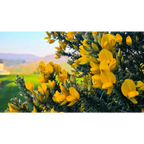 Wild Irish Gorse - Atmospheric Soy Irish Candle