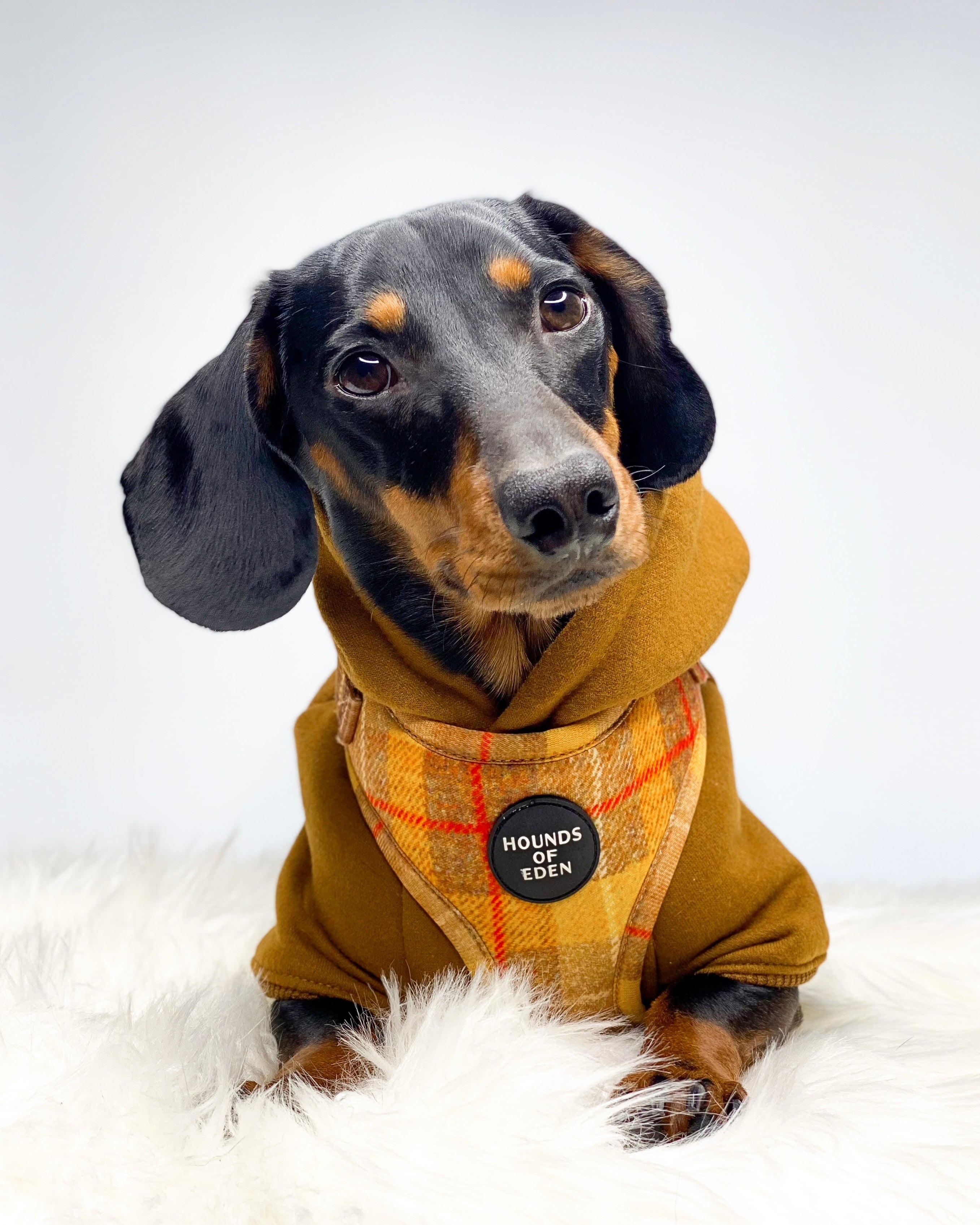 Dog Hoodie - Purple